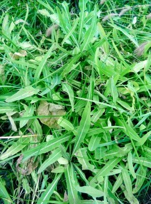【菊韵】苣荬菜（散文）