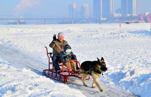 【八一】白桦林里，神奇的雪爬犁（散文）