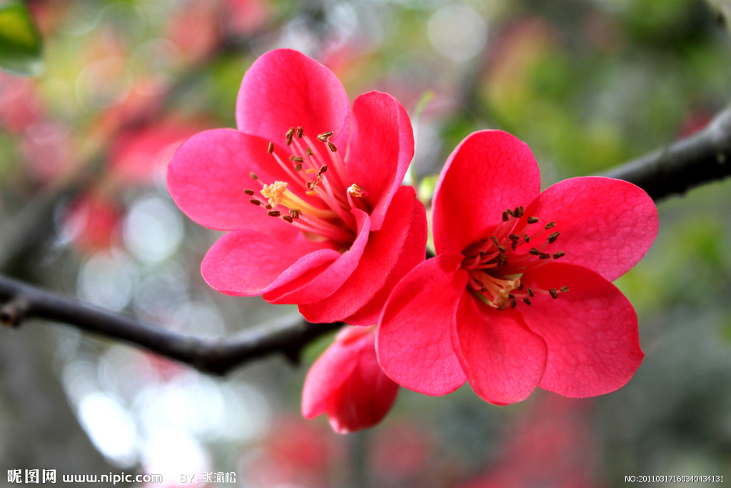 【丁香花开】姐妹同嫁（小说）
