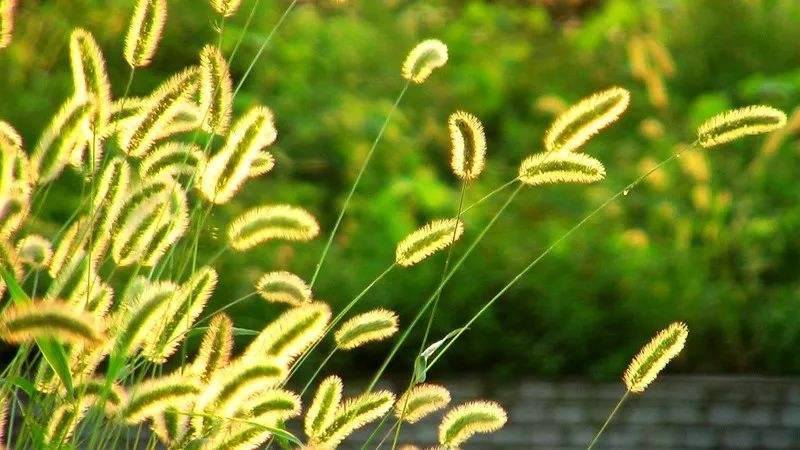 【八一】野草在微笑（散文）