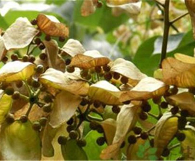 【八一】深秋时节，我思念着你（散文·家园）