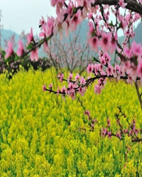 春暖花开    心存感激