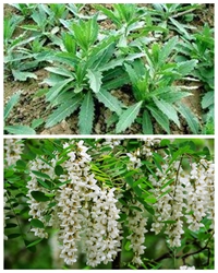 一草一木（散文）