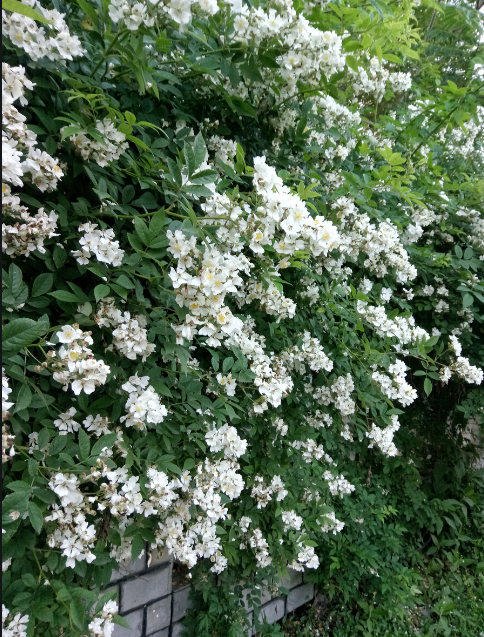 【萌芽】绽放的蔷薇（记叙文）