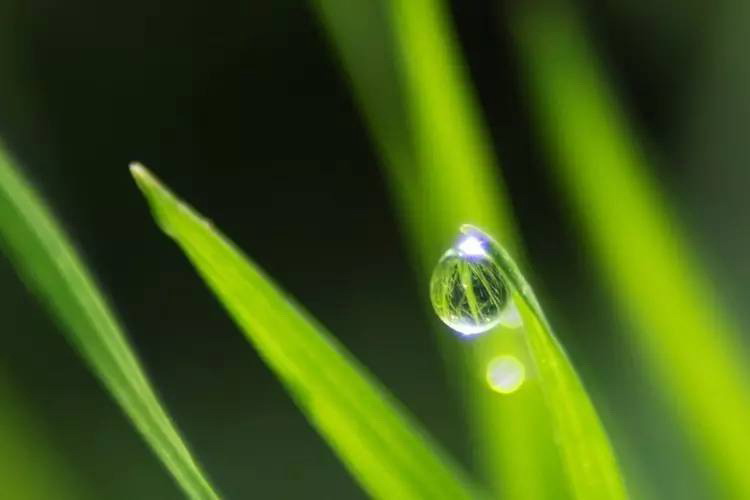 【菊韵】草尖上的晶莹之光（随笔）