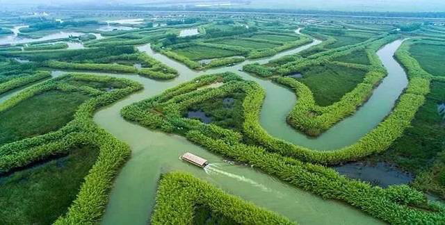 【菊韵】洪泽湖湿地公园游（散文）