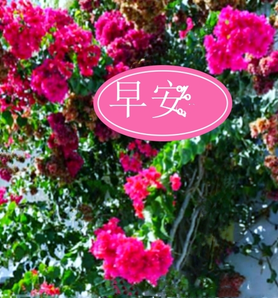 【天涯】互动的微信〔外二首〕