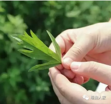 【柳岸】悠悠艾香（随笔）