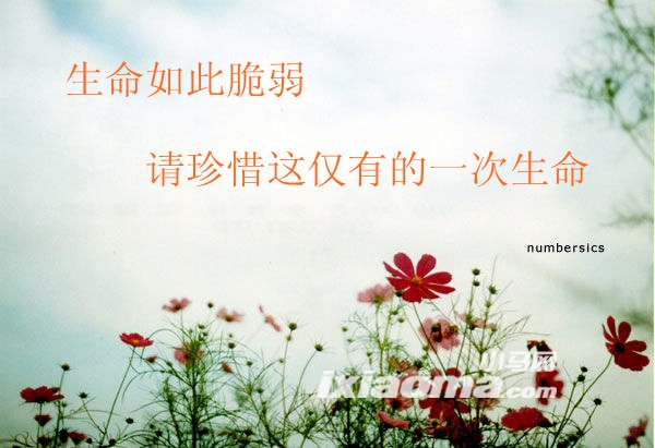 【轻舞征文】脆弱的生命（锦瑟.散文）