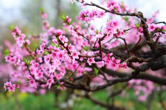 美丽的桃花（随笔）
