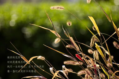 【八一】左手萧瑟，右手繁华（外十五首·家园）