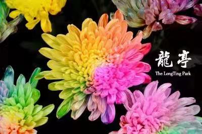 【八一】秋菊吐芳韵味浓（散文）