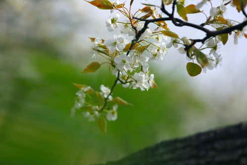 【八一】鹧鸪天•梨花落（古韵外四首）