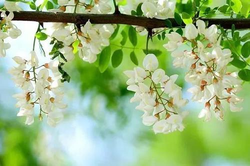 【八一】又见槐花开（散文）