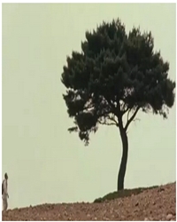 原野上一棵静默的树