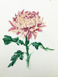 【军警】又见篱下菊花开（诗歌）
