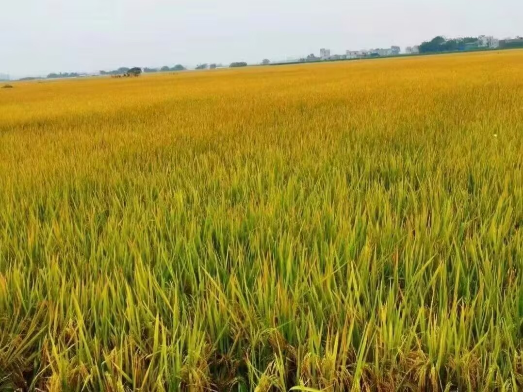 【柳岸】冷暖人生（小说）