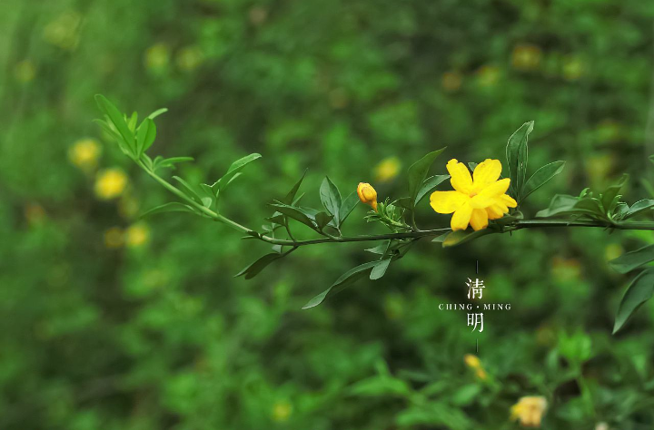 【八一】清明节的哀思（外一篇·家园）