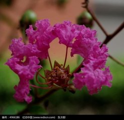 【丹枫】那年盛夏的雨季（诗组）
