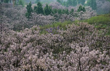 【流年】梧桐花开，凤鸣朝阳（散文）