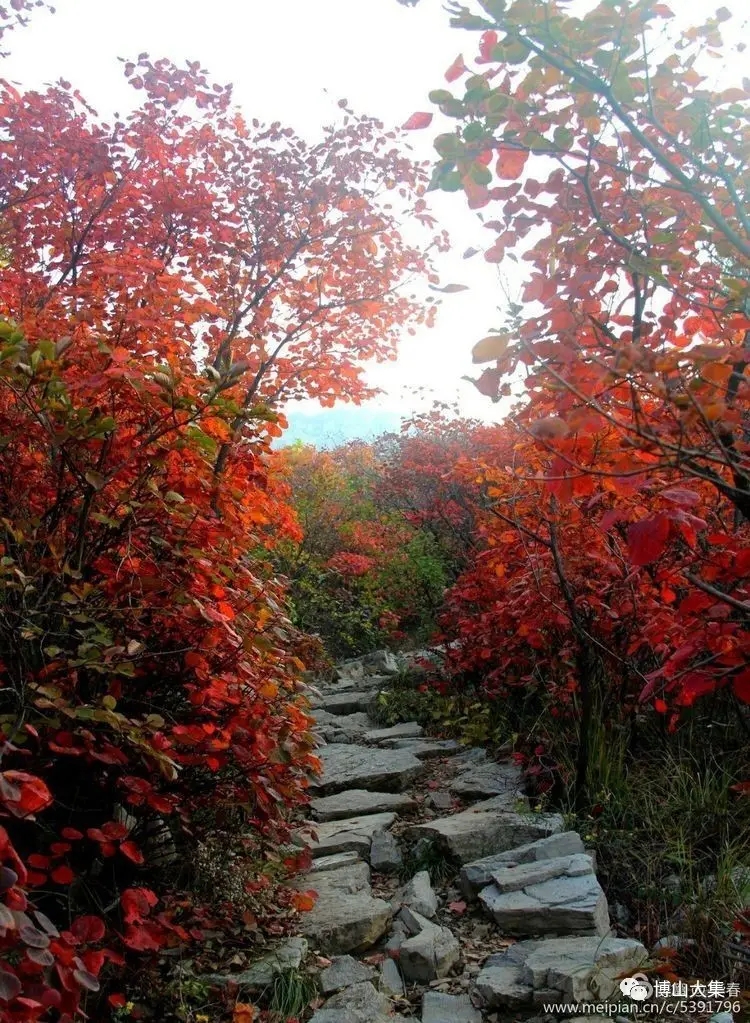 【文璞】故乡山野，秋光装饰（诗歌）