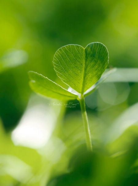 【丹枫】留一树绿荫给流年（散文）