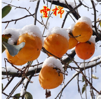 【流年·痕】长在灵魂深处的柿子树（征文·散文）