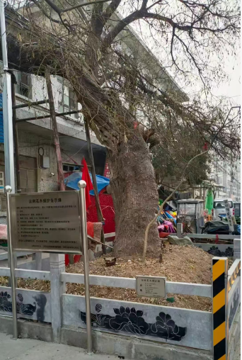 【江山·风景线】【柳岸】德南街的两棵老树（散文）