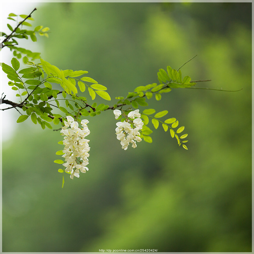 【八一】那年春末，槐花飘香（散文）