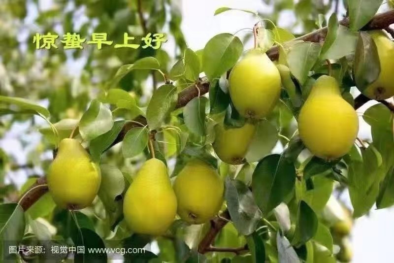 【家园】村里来了个疯女人（小说）