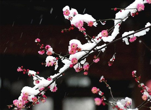【清韵】昨夜的雪，今晨的诗（诗歌）