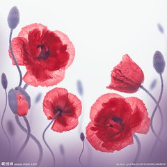 【西风】雪中的罂粟花（散文）