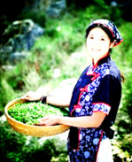 【浪花】泰山女儿茶（散文）