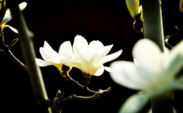 【东篱】阅读时光里的花儿（散文）