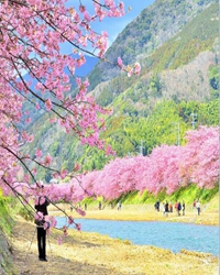 去大幕山看樱花
