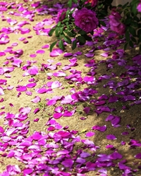 【短文】落花残