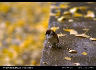 【西风】初冬的雨（散文）