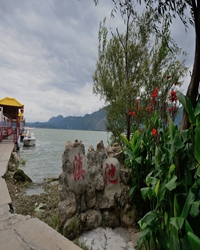 鲤鱼刚刚死去