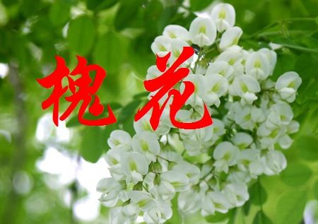 【丁香花语】春风又绿渭河岸，槐花香飘千万家（散文）