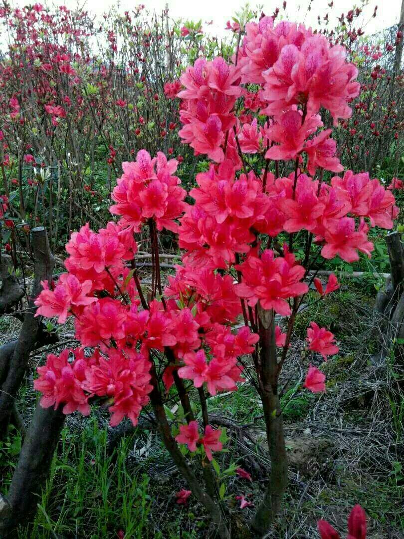 【凤凰】我的灵魂里住着风（组诗）