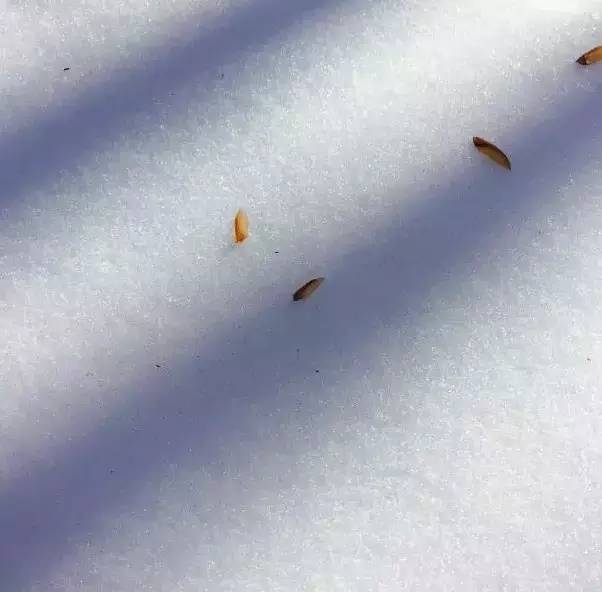 【冰心】听雪庐 （散文）