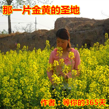 【柳岸•暖】那一片金黄的圣地（散文）