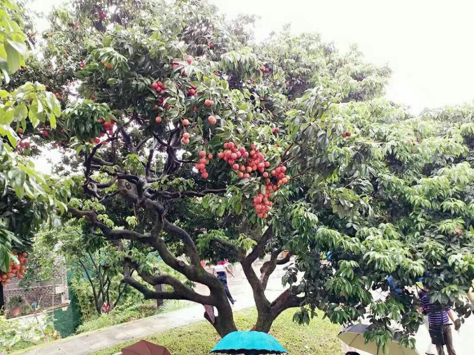 【丁香】两岸荔枝红（小说）