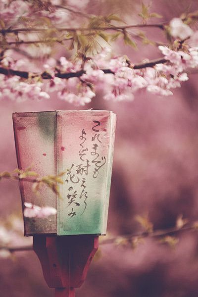 【流年】春风十里，我在故乡的小径上等你（散文外一篇）