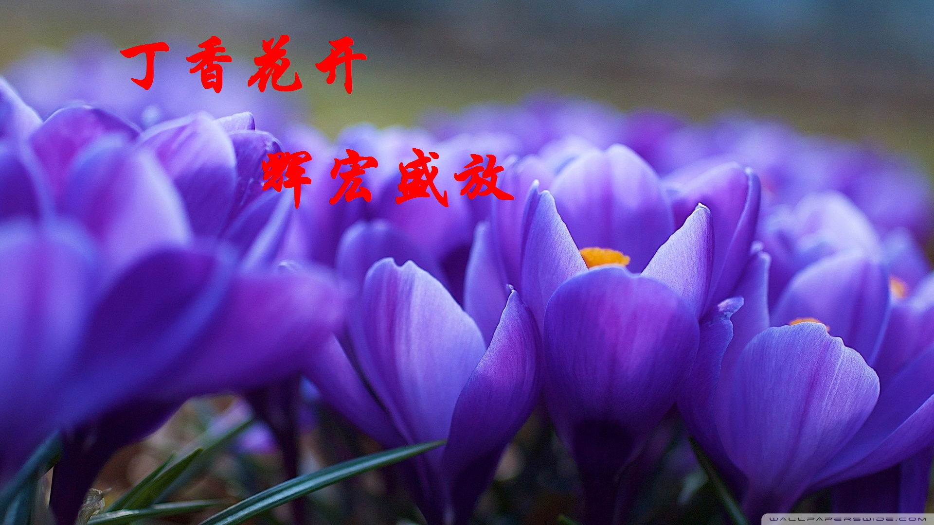 【丁香】又见花开（诗歌）