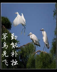 成功学之“笨鸟先飞”