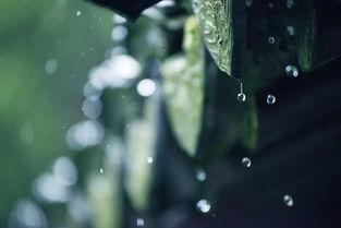 【八一】雨夜（外二首）