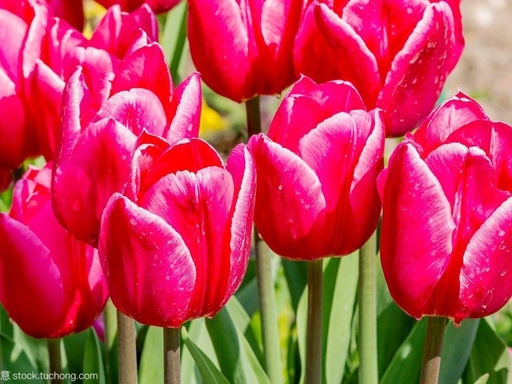 【家园·春】郁金香（散文）