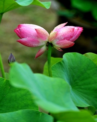 每一朵花开，都需要等待（随笔）