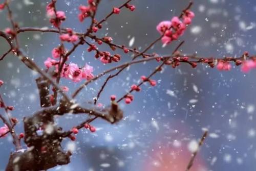 【八一•情】蝶恋花•闲吟  (古韵五阕）